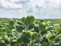 Off-target dicamba movement affected millions of soybean acres in the U.S. in 2017, Image by Pamela Smith